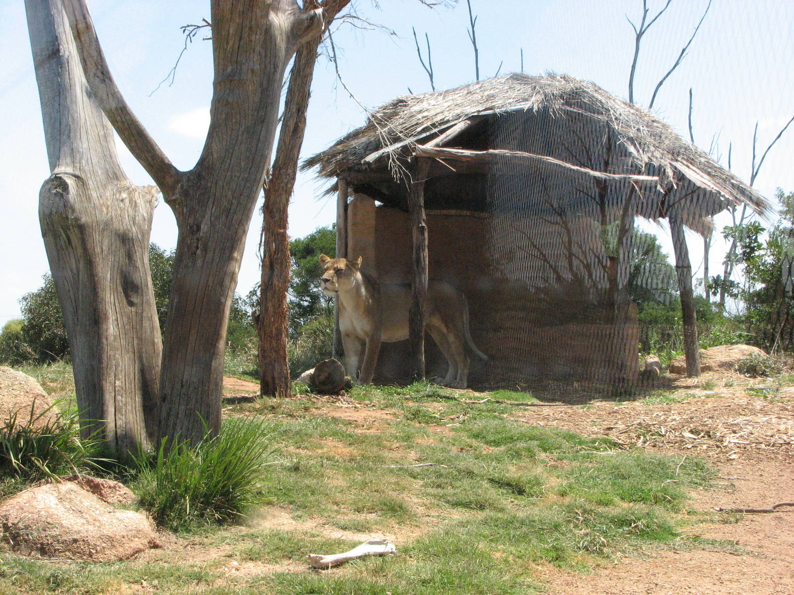 Werribee Zoo - Lioness in the African Lion exhibit