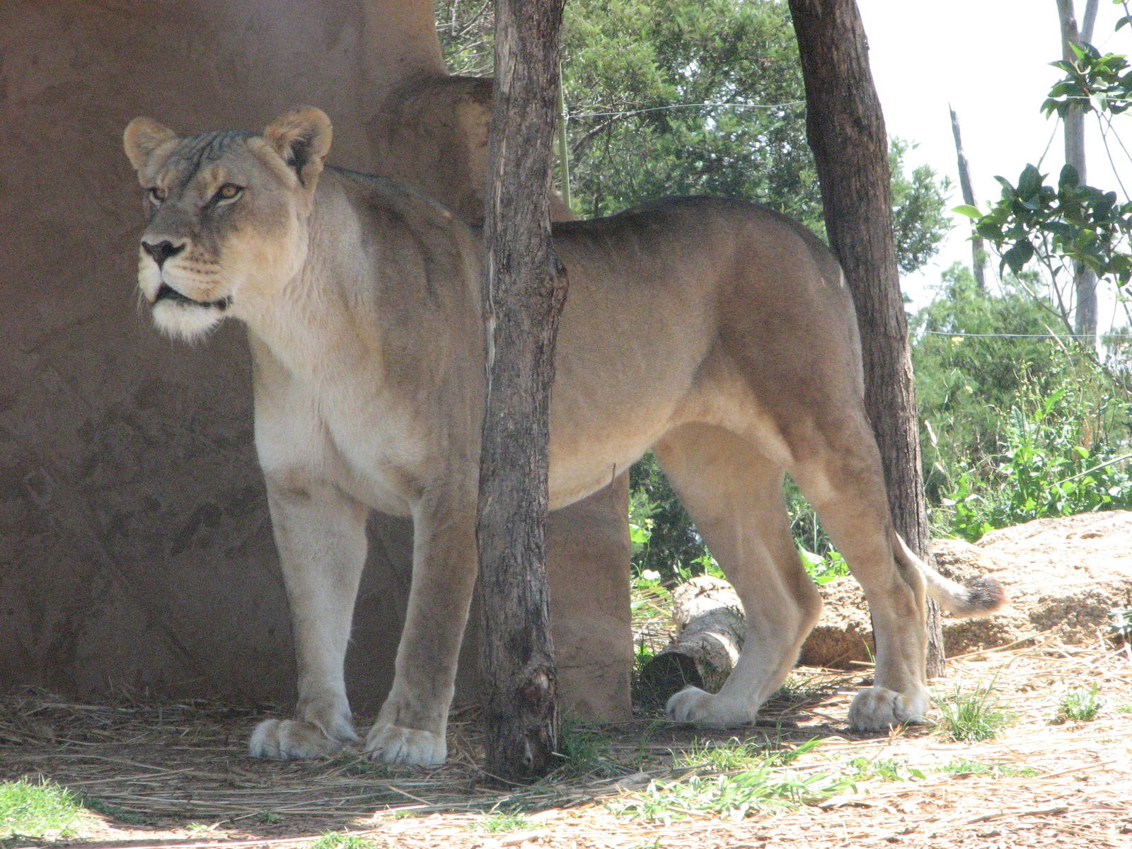 Werribee Zoo - Lioness