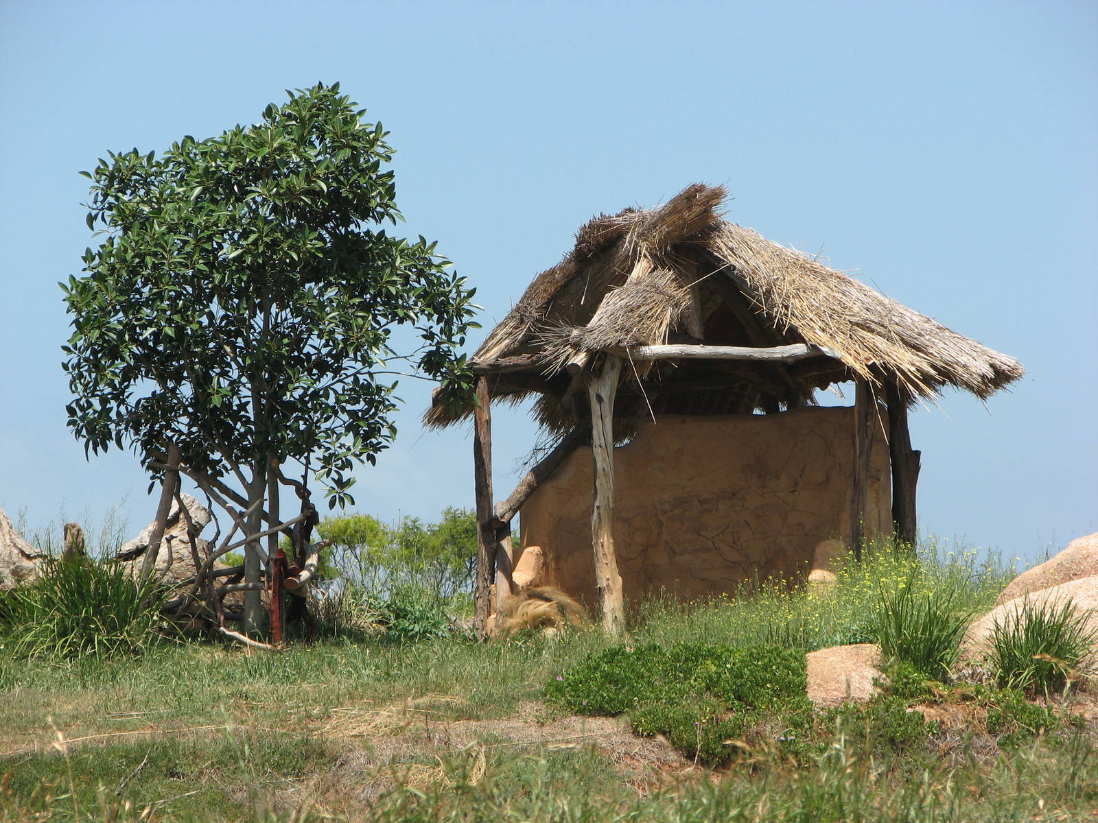 Werribee Zoo - Male African Lion in the grass