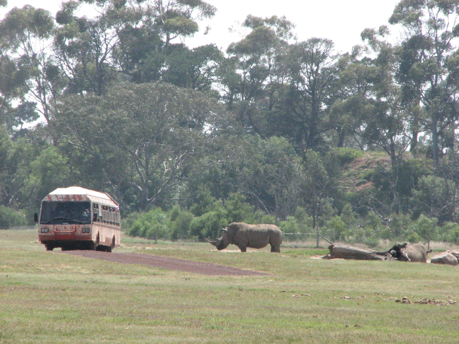 Werribee Zoo - Park bus passes a White Rhinoceros
