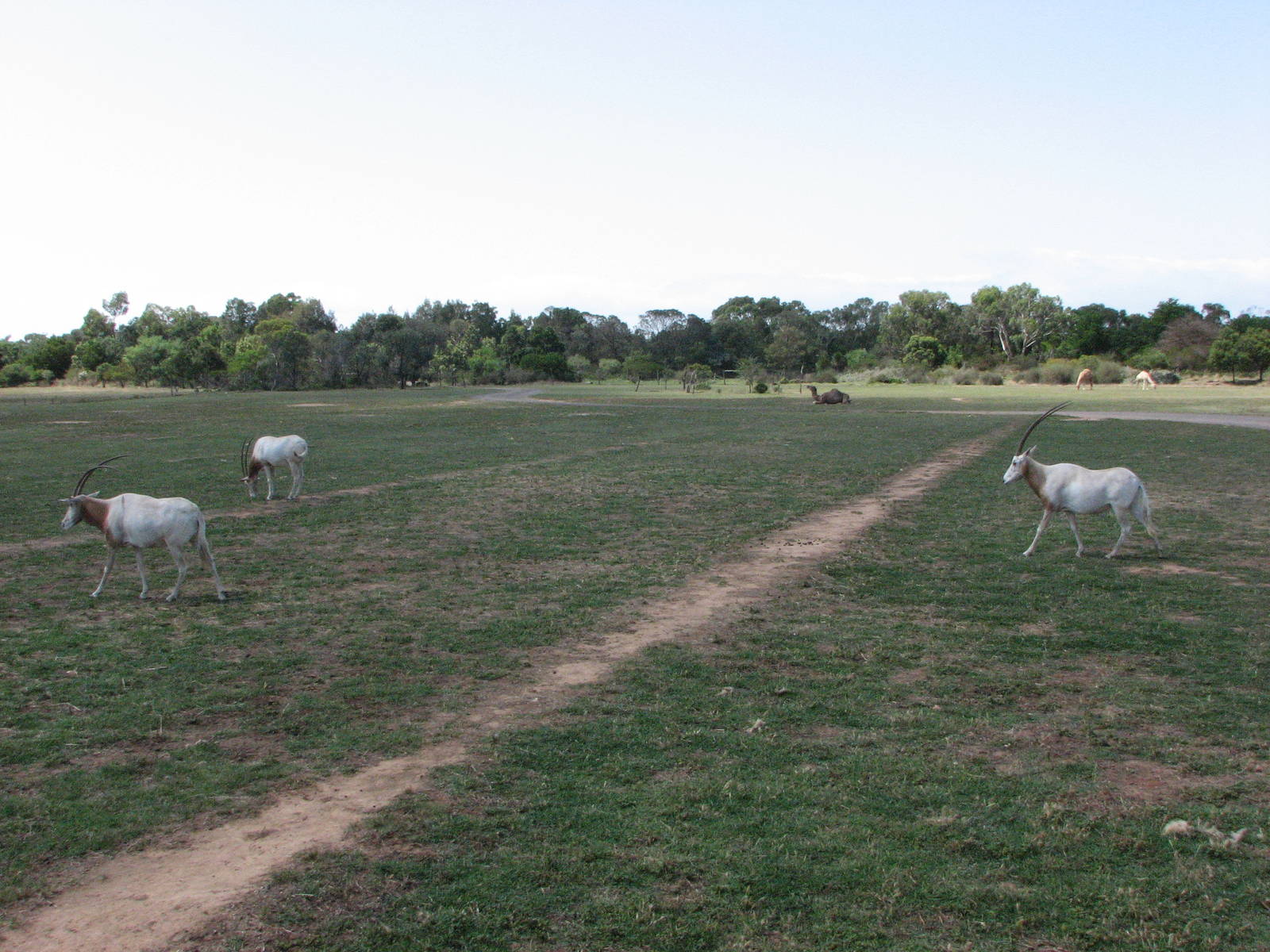 Werribee Zoo - Scimitar-Horned Oryx