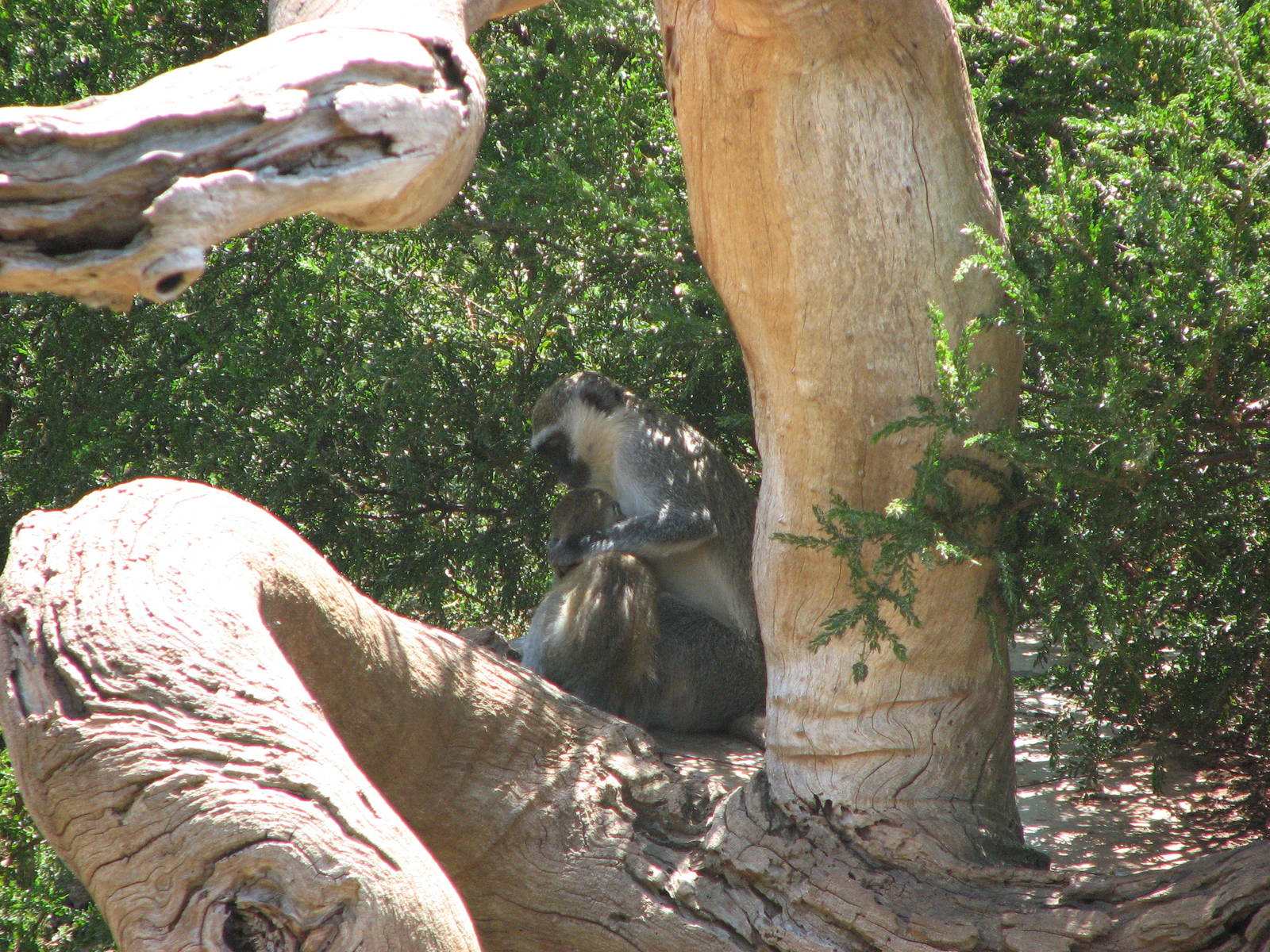 Werribee Zoo - Vervet Monkey