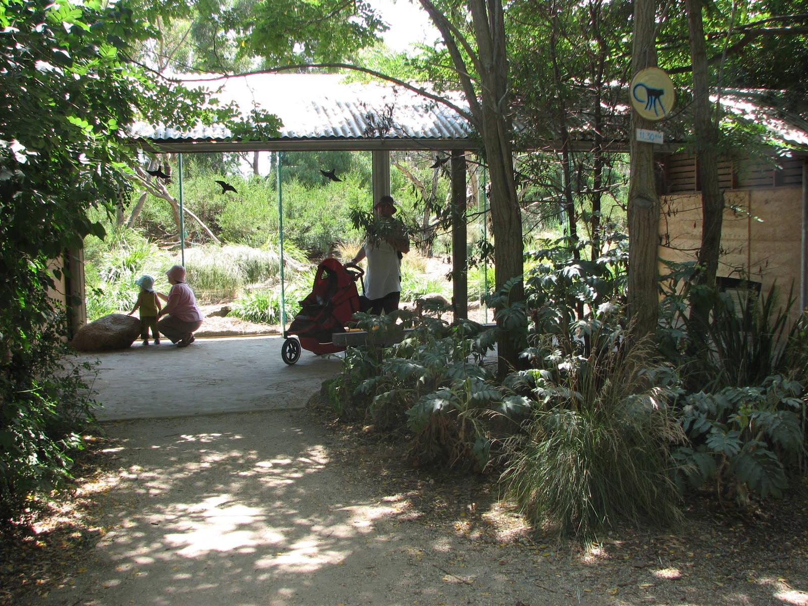 Werribee Zoo - Viewing window into the Vervet Monkey exhibit