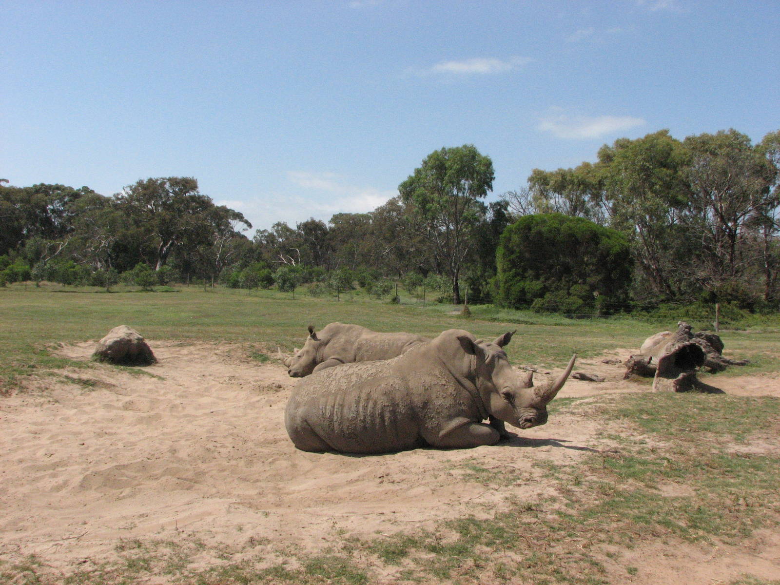 Werribee Zoo - White Rhinoceros