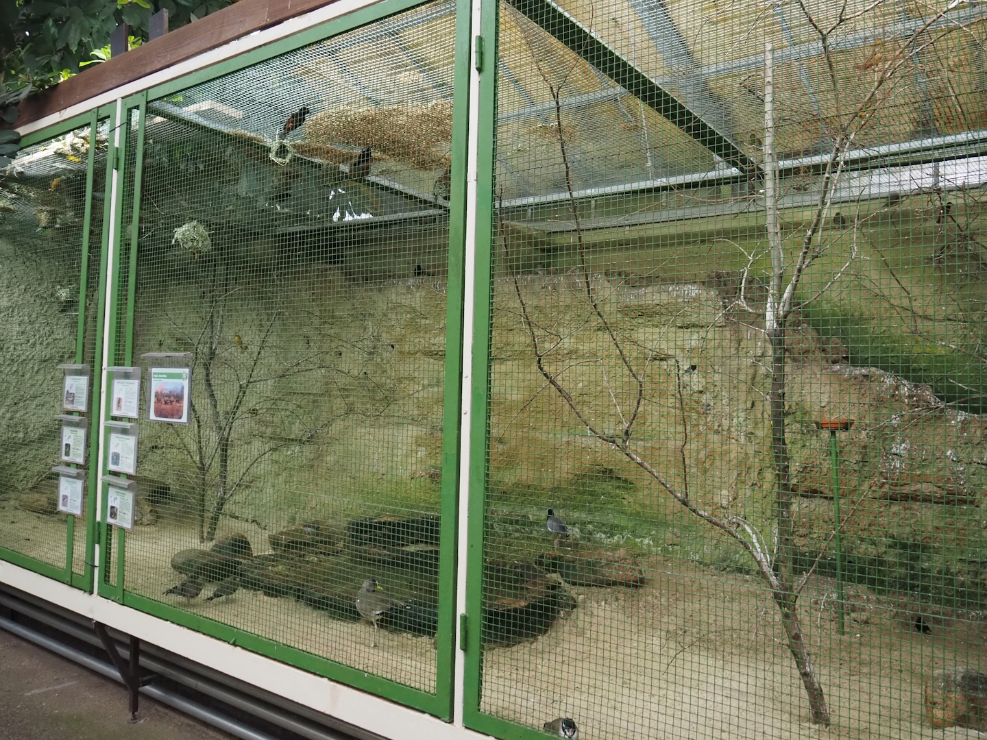 West Africa aviary 2024-05-22