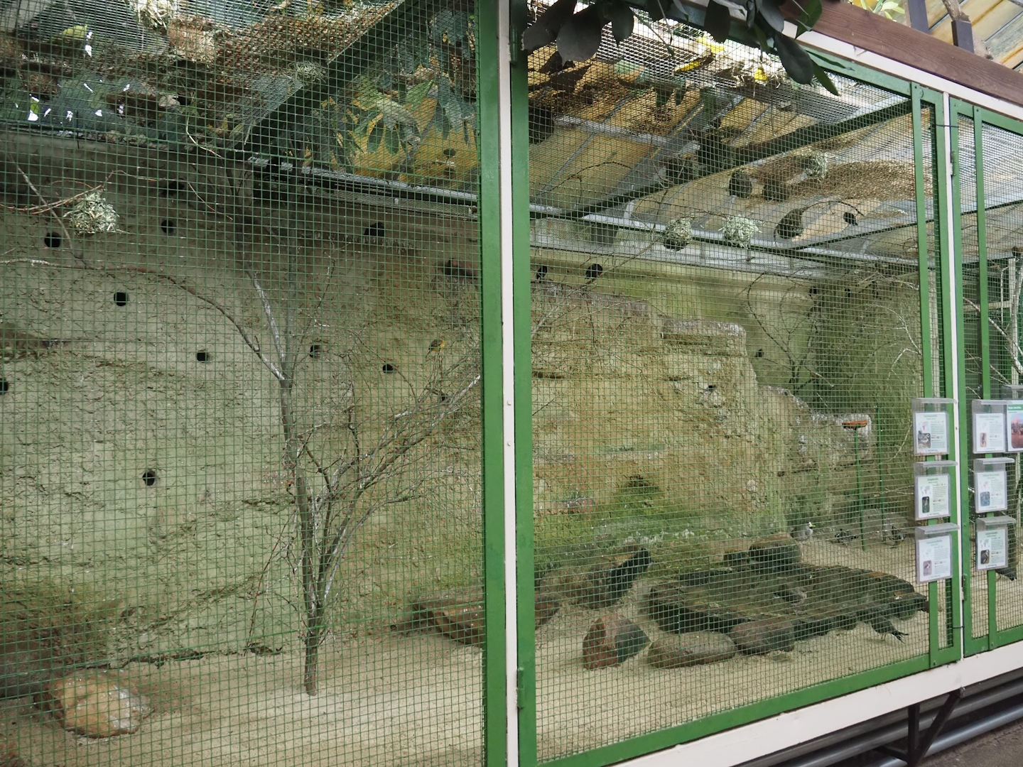 West Africa aviary, 2024-05-22