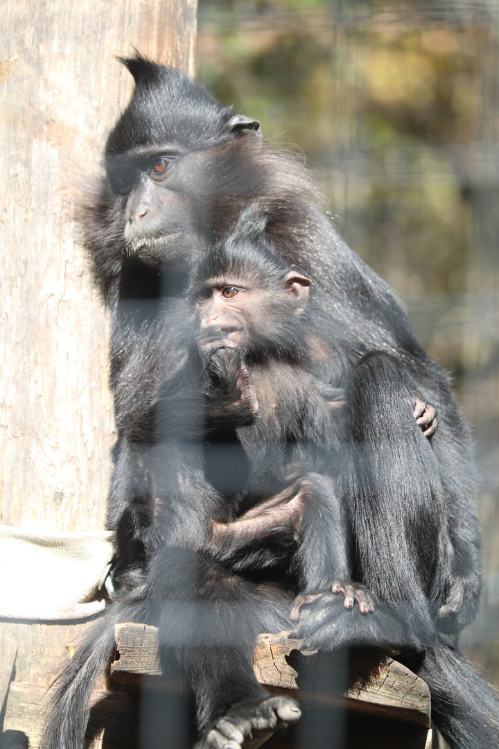 West Africa - Black Mangabey