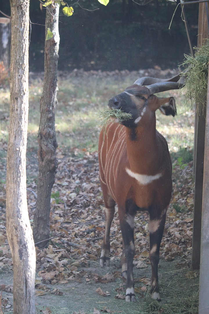 West Africa - Eastern Bongo