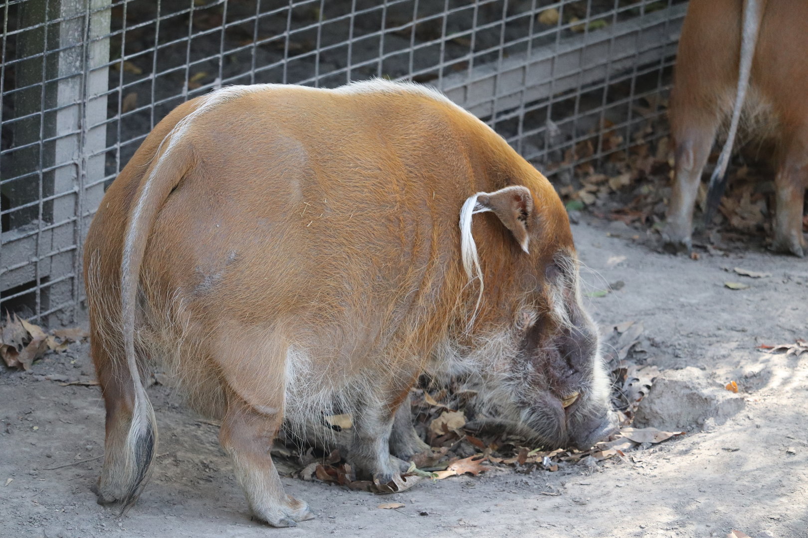 West Africa - Red River Hog