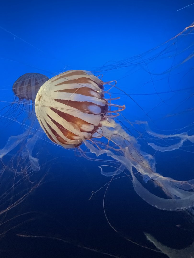 West Africa Sea Nettle