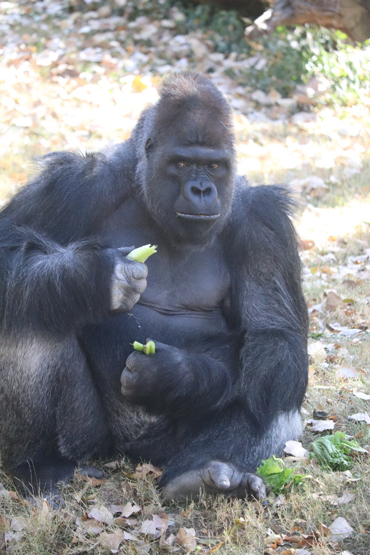 West Africa - Western Lowland Gorilla