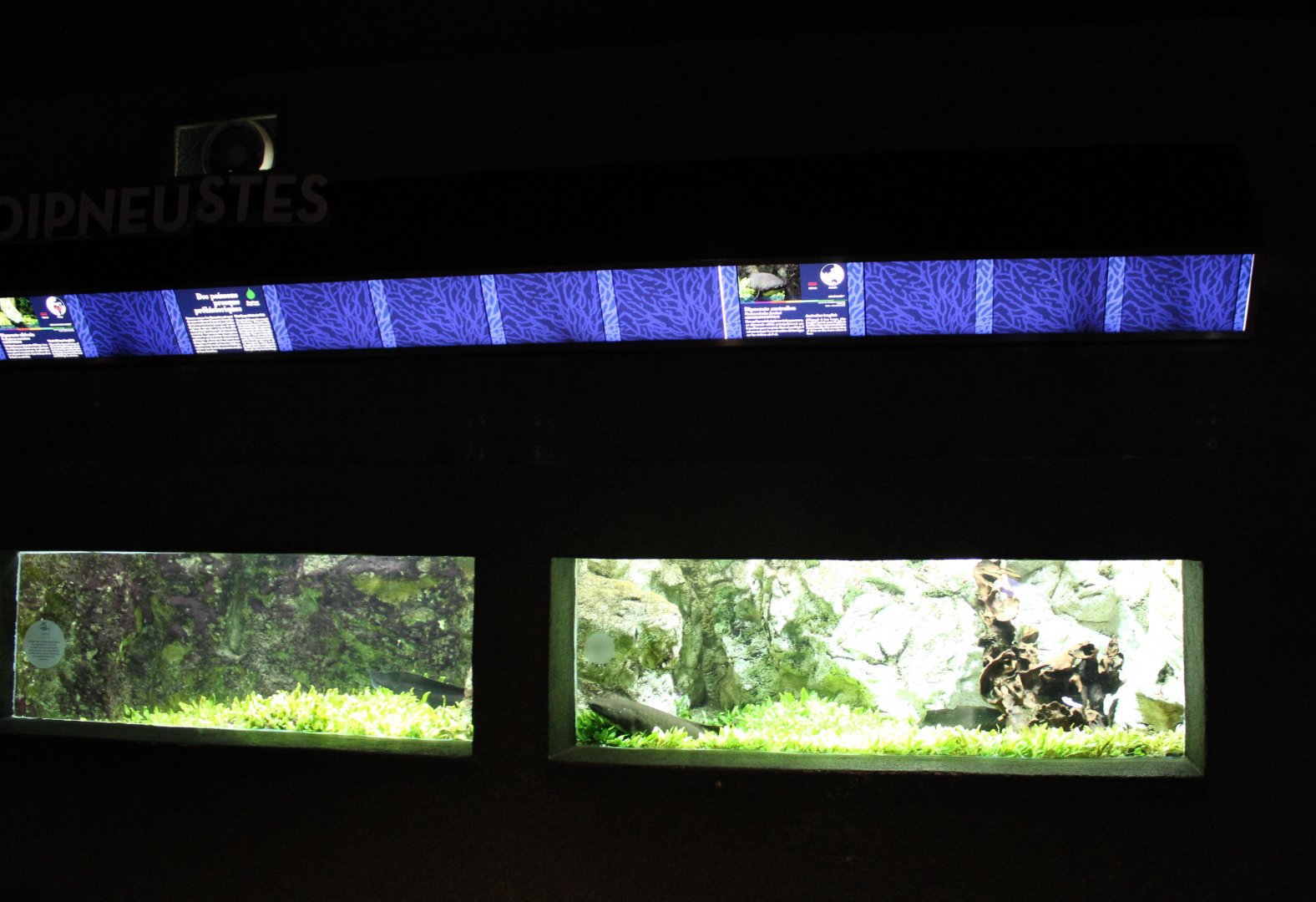 West-african and Australian lungfish aquariums