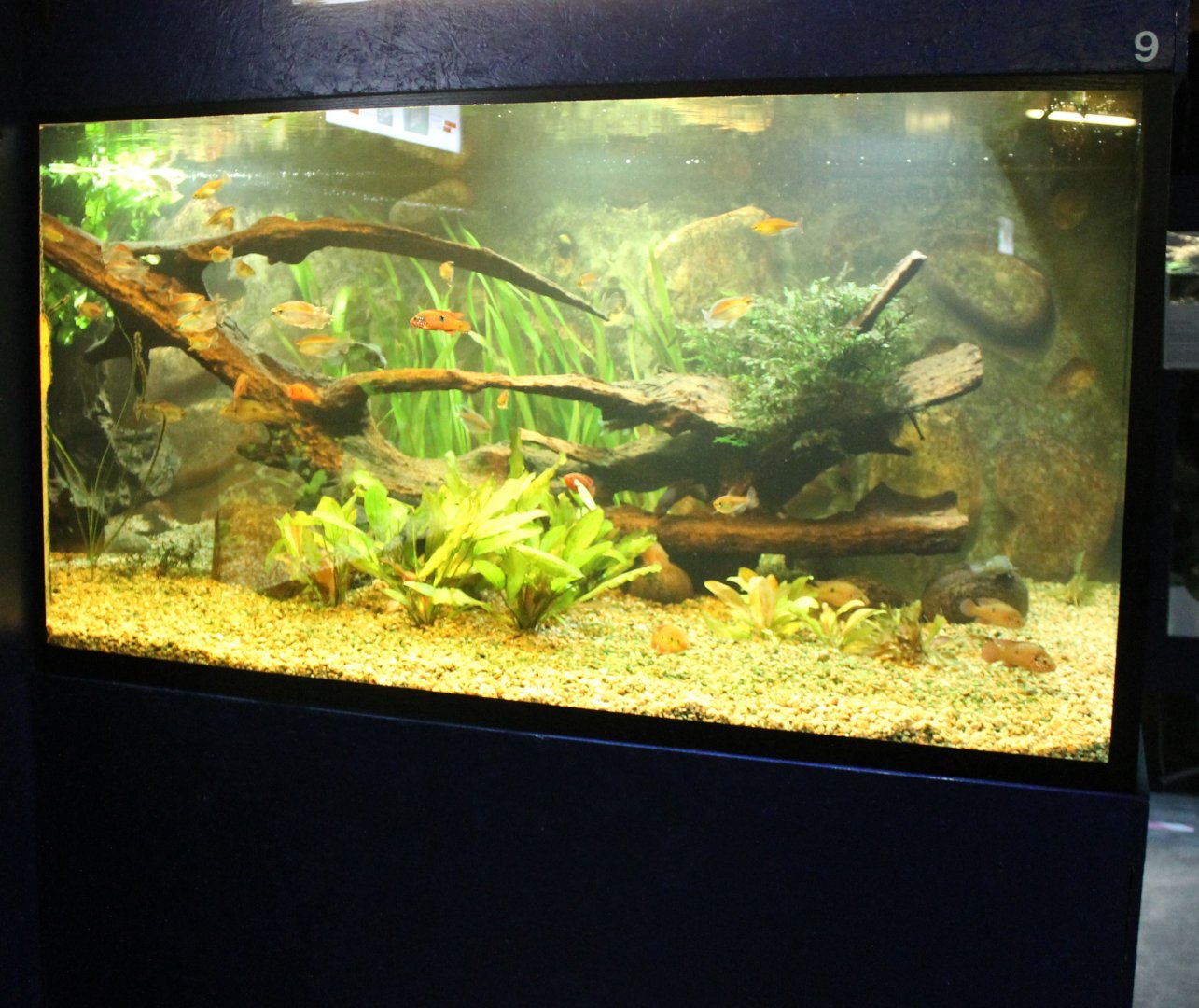 West-african Aquarium