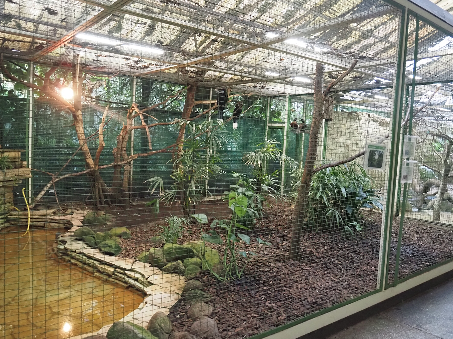 West African aviary - Hartlaub's duck and Black-casqued hornbill aviary, 2024-05-22