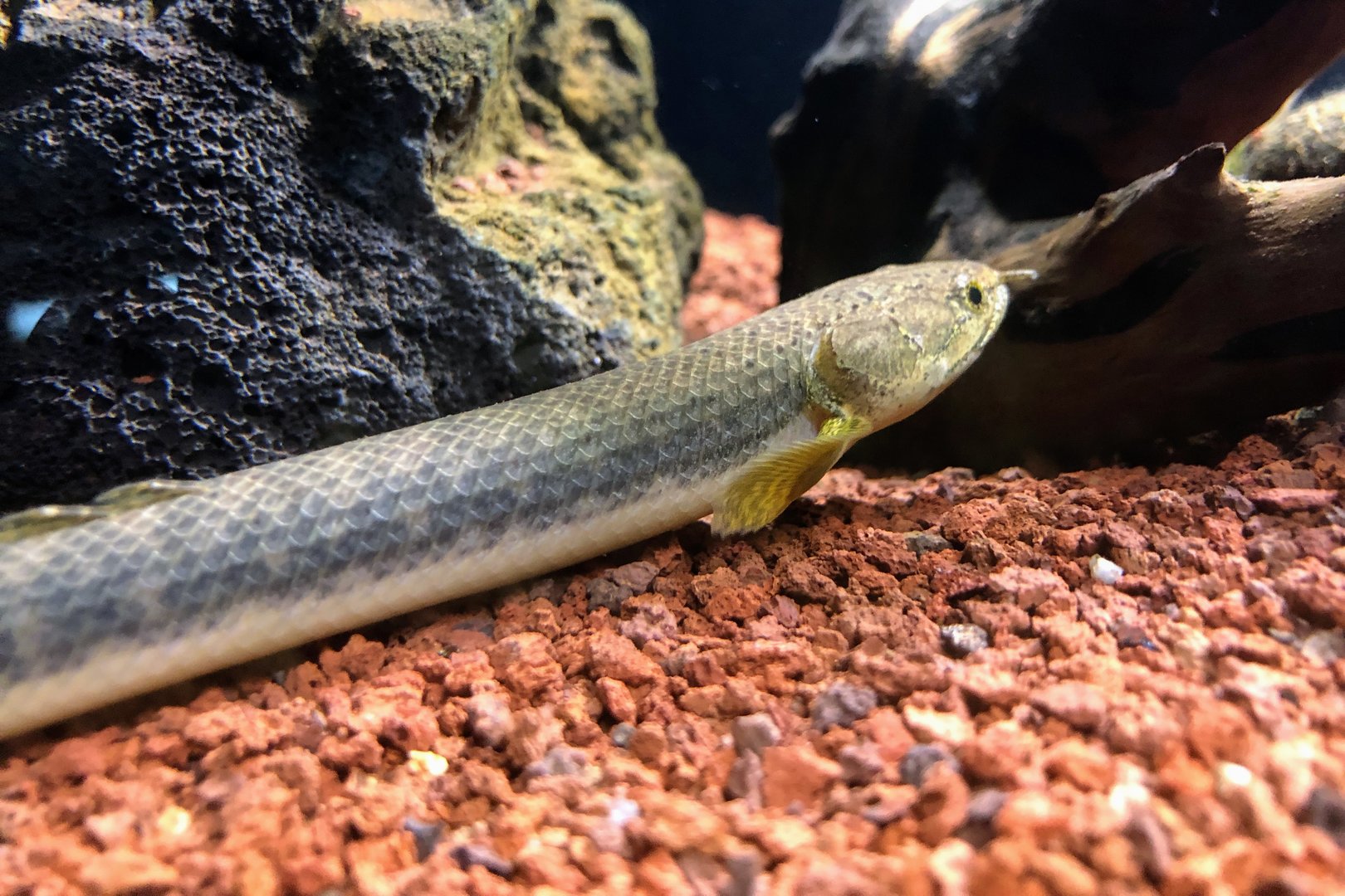 West African Bichir (Polypterus retropinnis)
