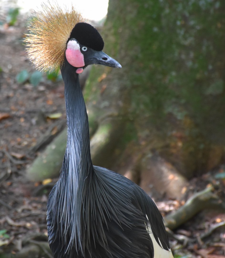 West African Black Crowned Crane (Balearica pavonina pavonina)