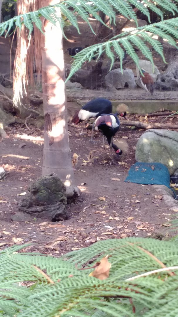 West African Black Crowned Crane chicks
