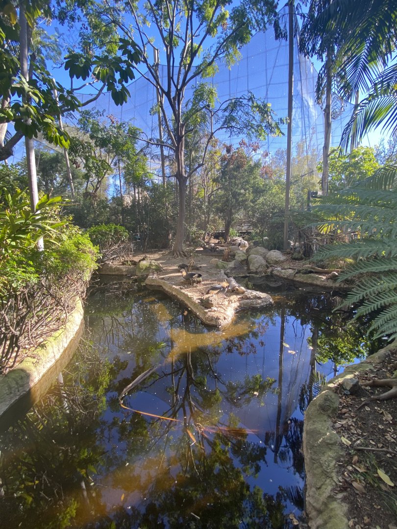 West African Black Crowned Crane Habitat