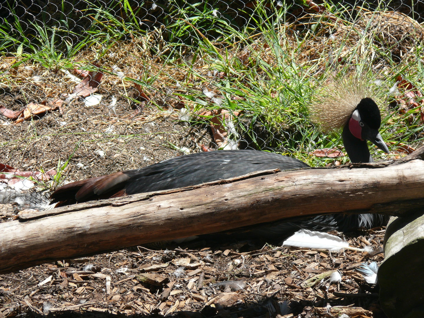 West African Black Crowned-crane  - July 8th 2023