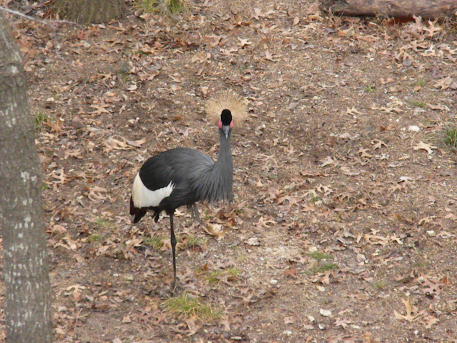 West African Black Crowned Crane
