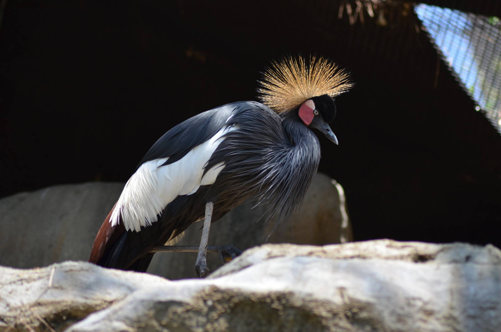 West African Black-crowned Crane