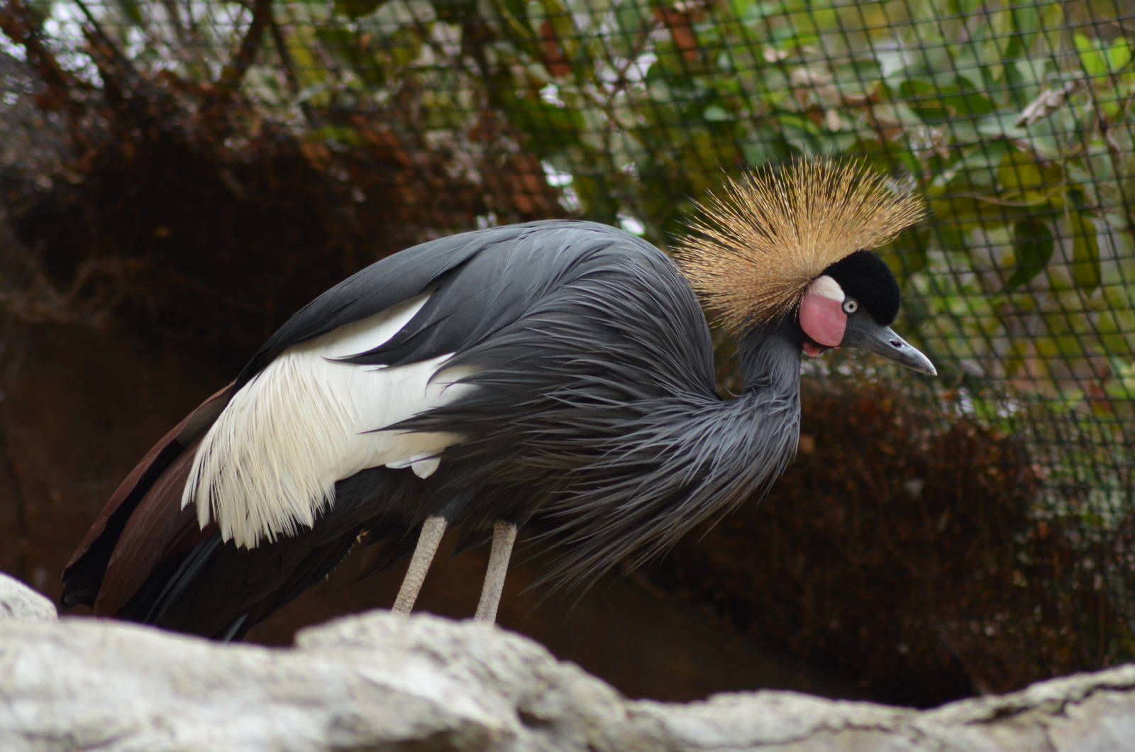 West African Black-crowned Crane
