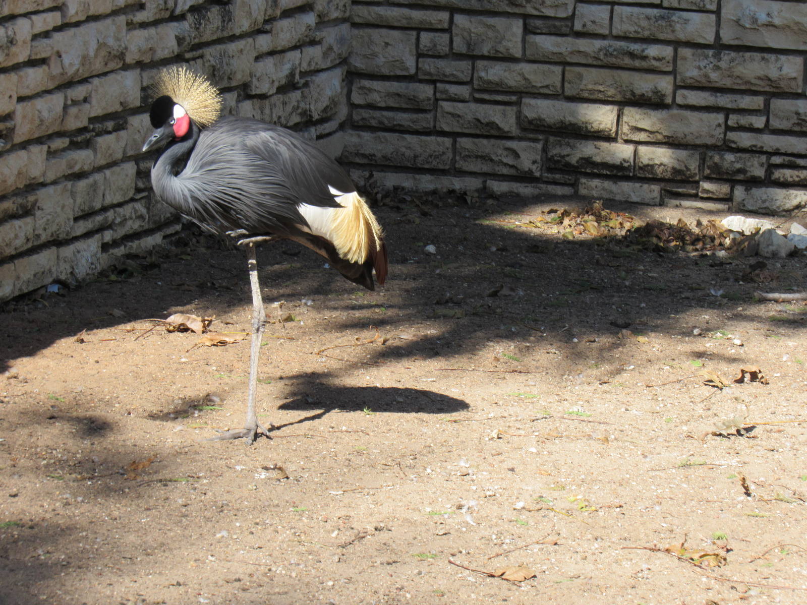 West African (Black) Crowned Crane