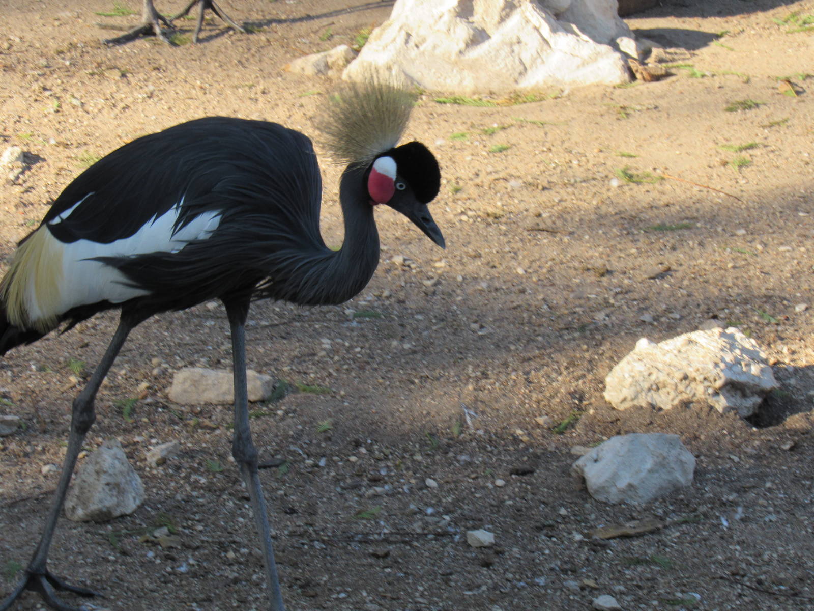 West African (Black) Crowned Crane