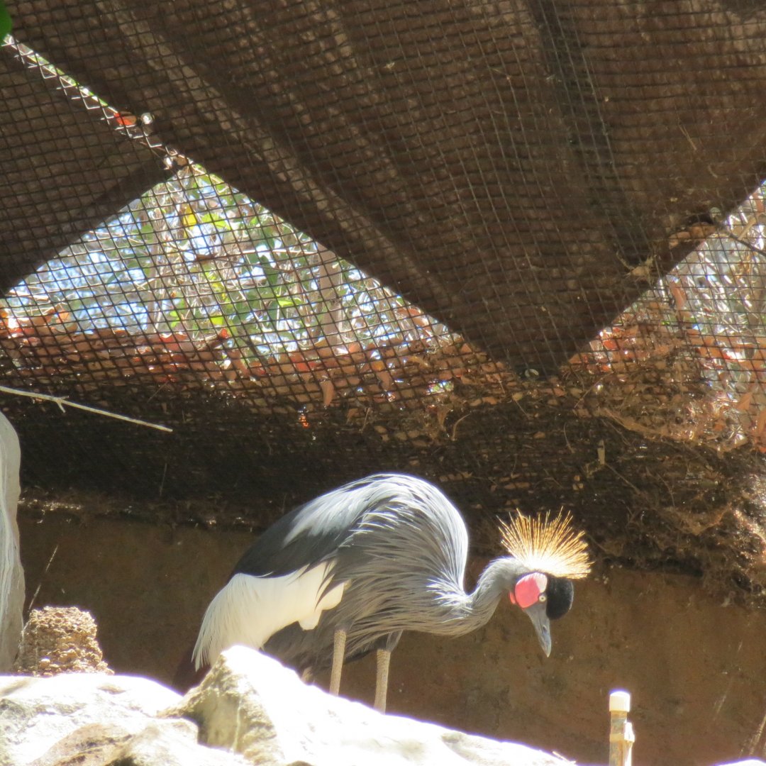 West African Black Crowned Crane