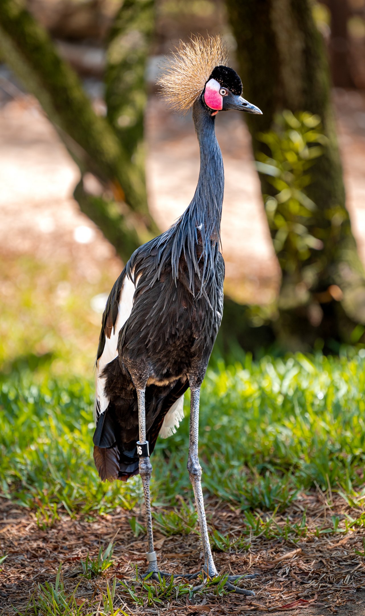West African Black Crowned Crane