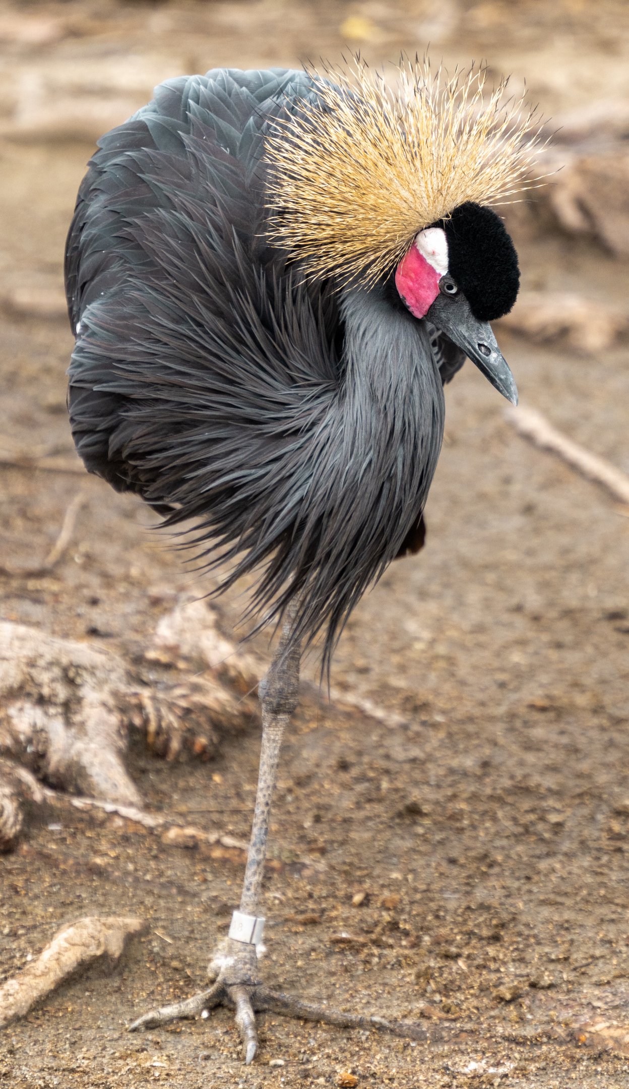 West African Black Crowned Crane