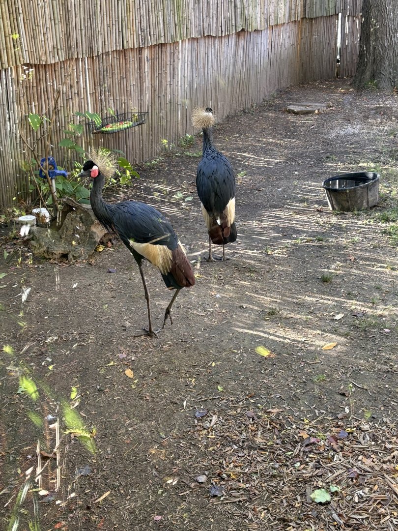 West African Black Crowned Crane