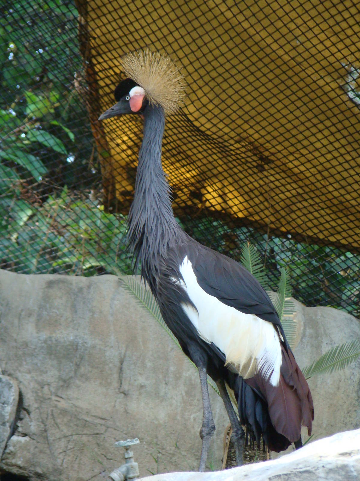 West African Black-Crowned Crane