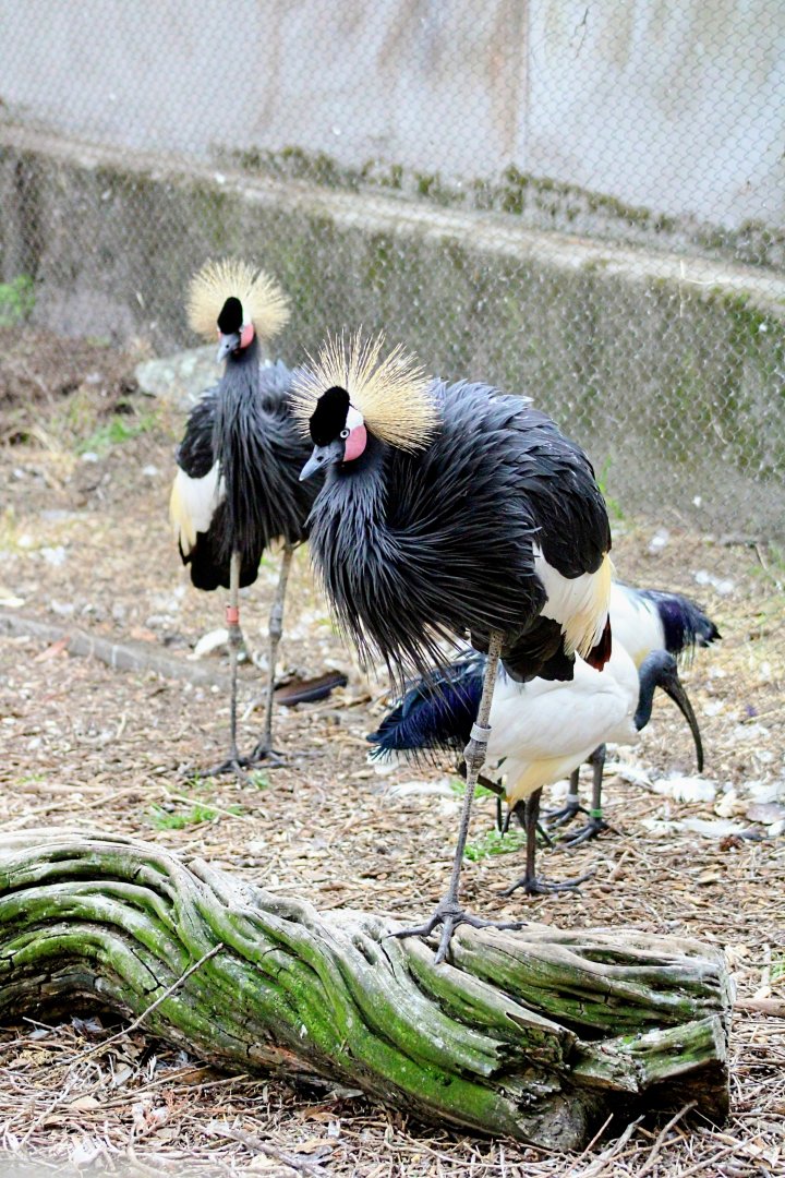 West African Black Crowned-cranes with African Sacred Ibises (05/25/2022)