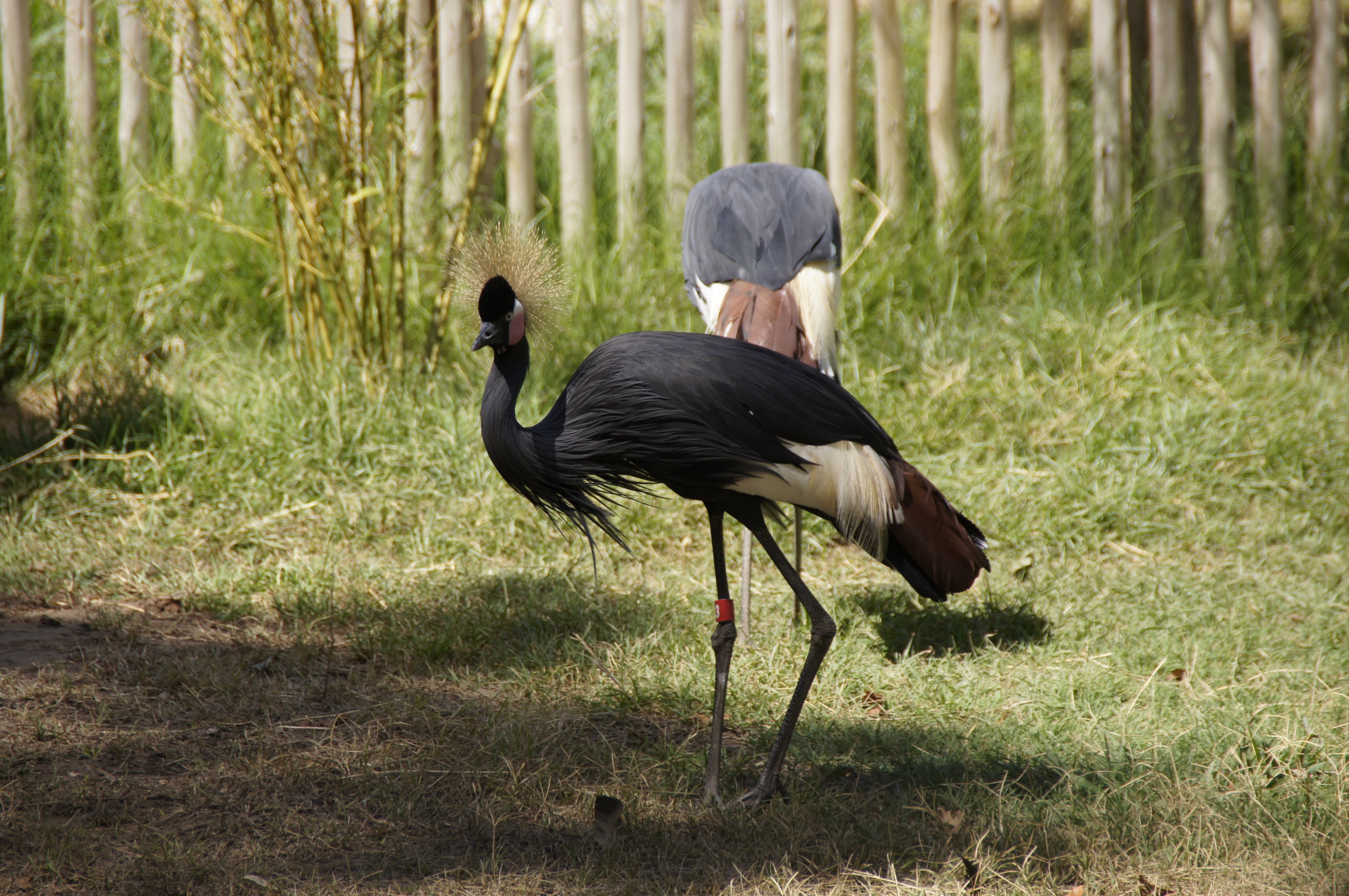 West African Black-Crowned Cranes