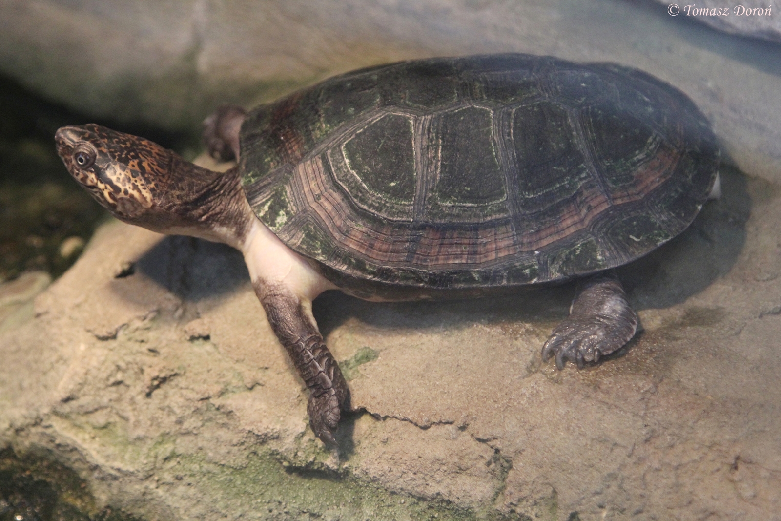 West African Black Forest Turtle (Pelusios niger), October 2014