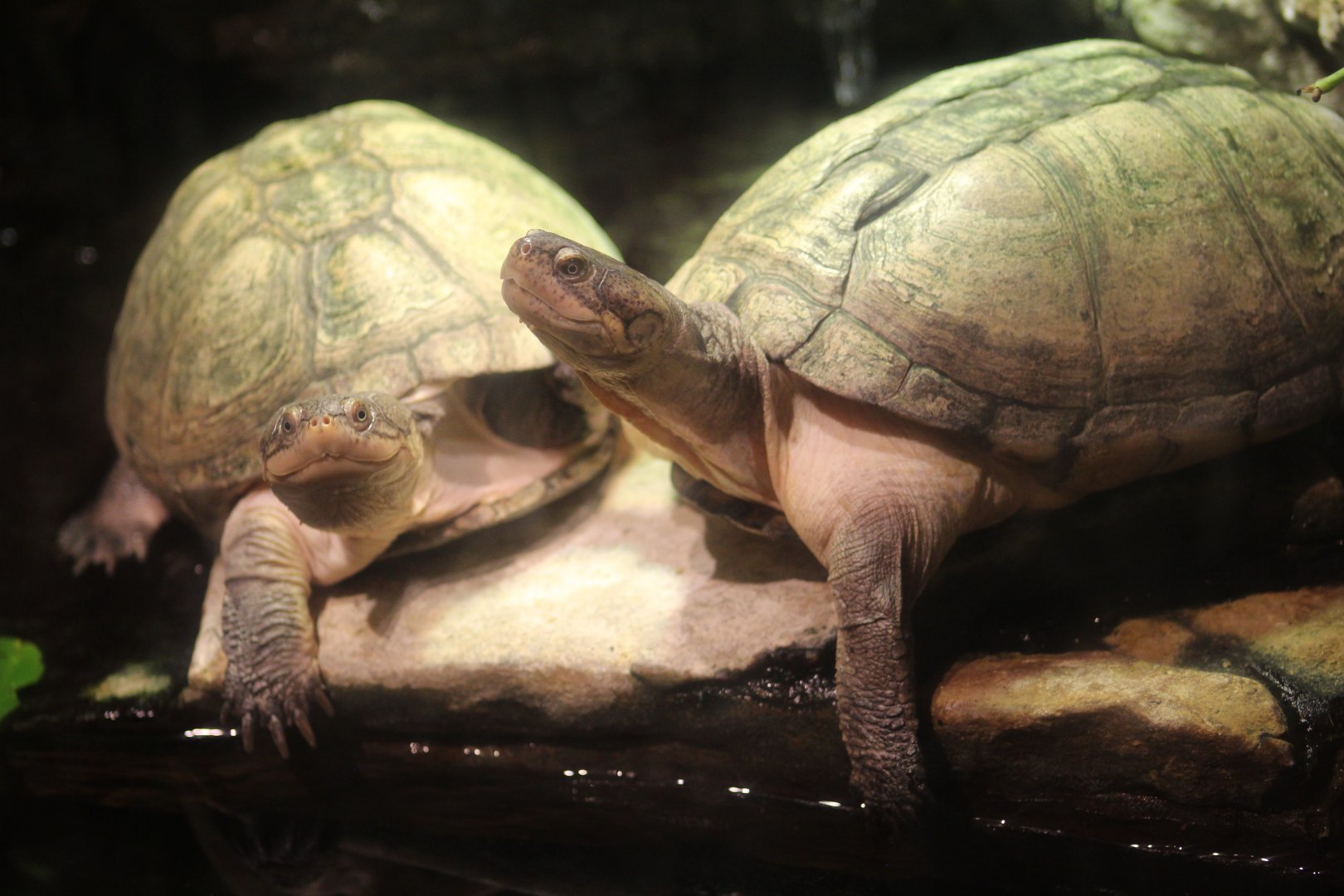 West African Black Mud Turtle