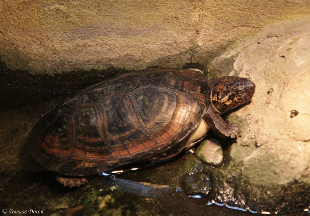 West African Black Turtle (Pelusios niger)
