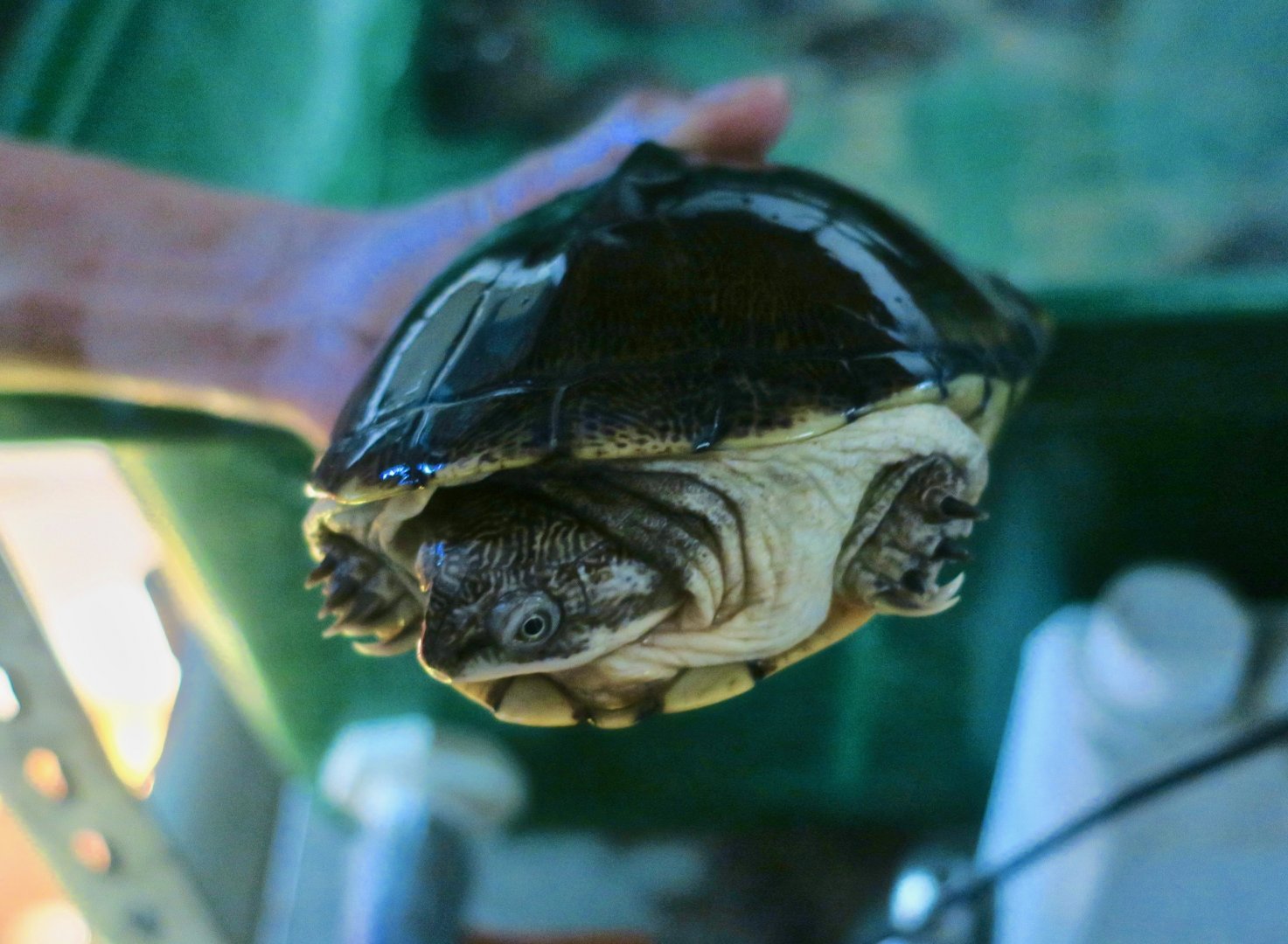 West African Black Turtle (Pelusios niger)