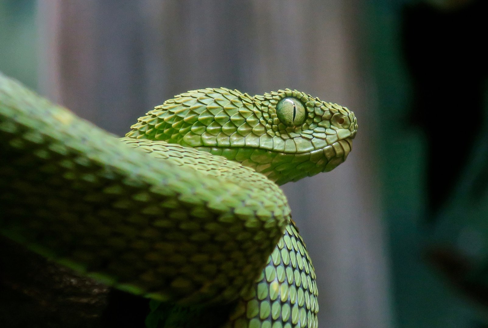 West African Bush Viper (Atheris chlorechis)