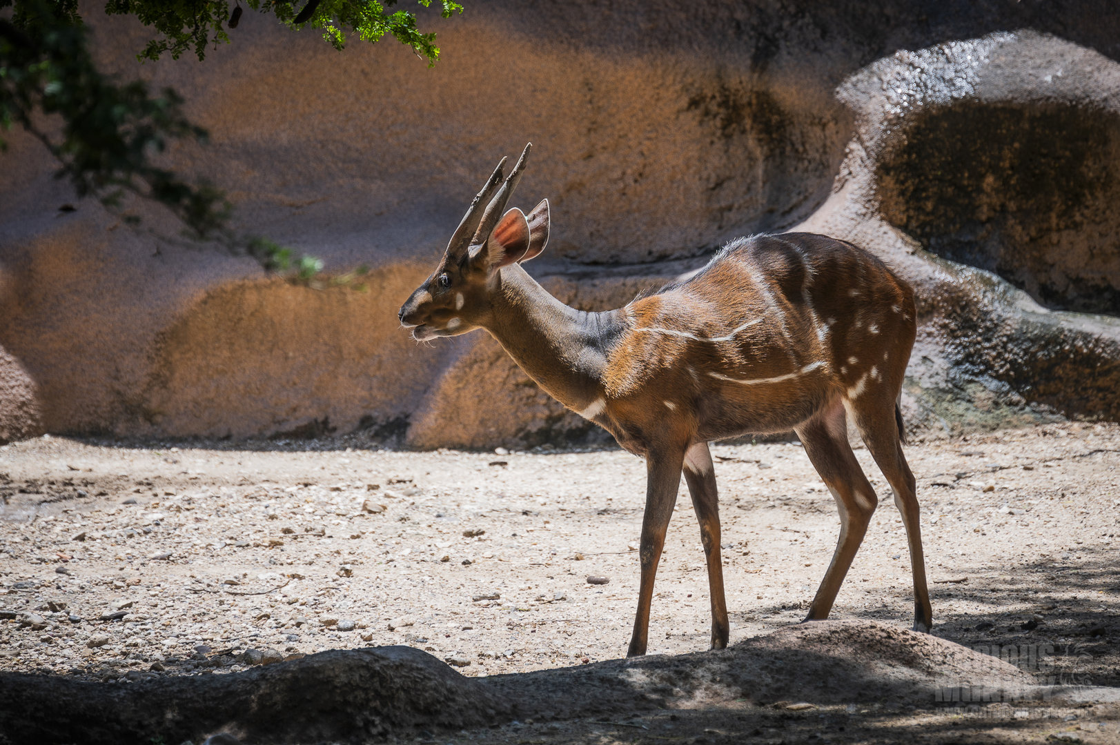 West African Bushbuck (tragelaphus scriptus scriptus) 05/22
