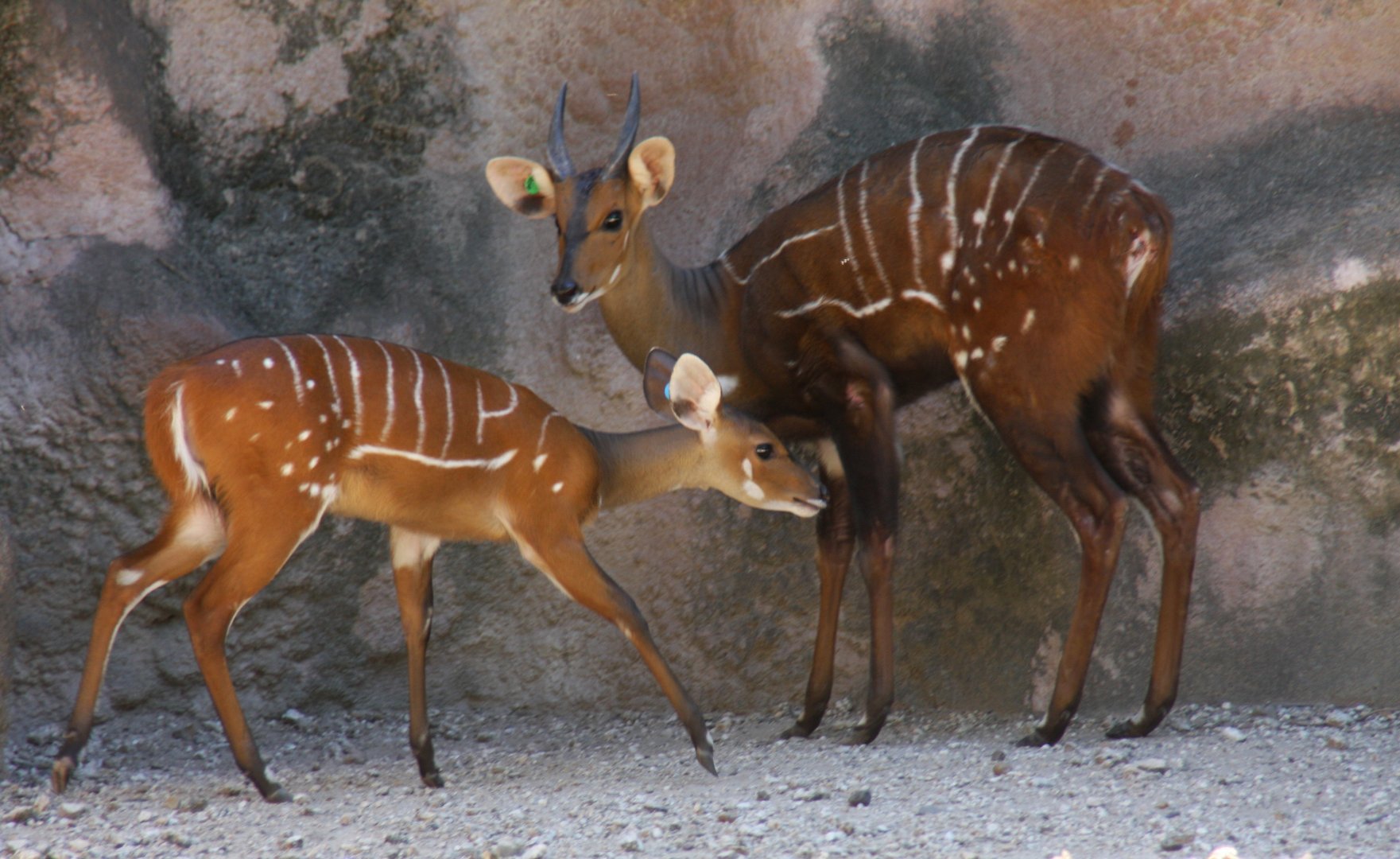 West African bushbuck (Tragelaphus scriptus scriptus)