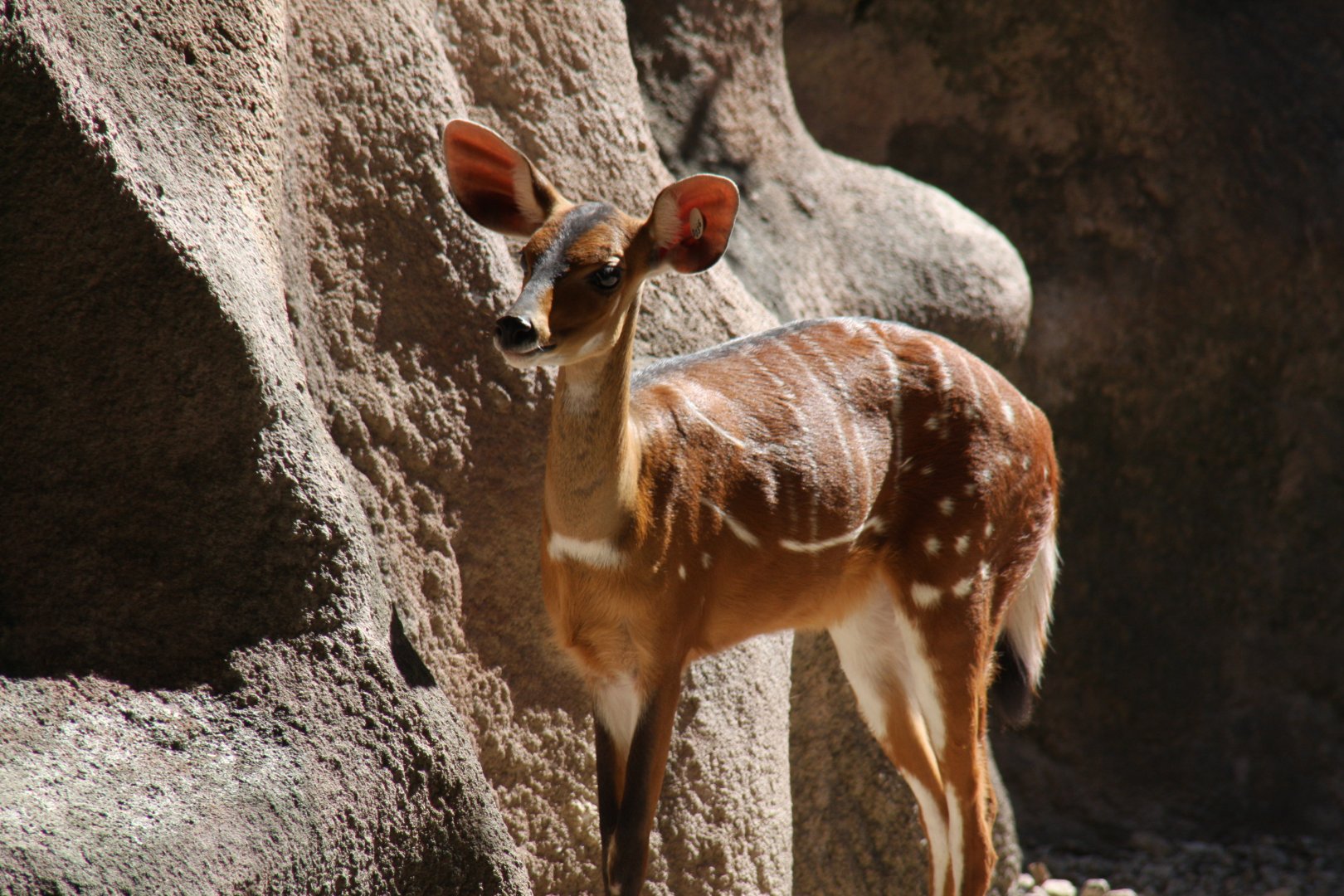 West African bushbuck (Tragelaphus scriptus scriptus)