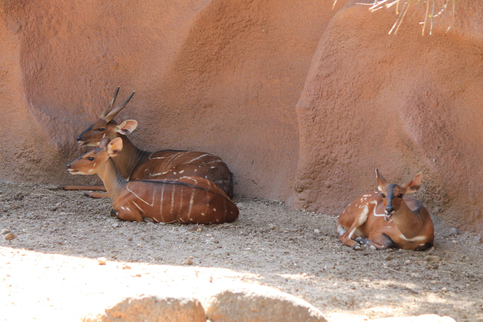 West African Bushbuck