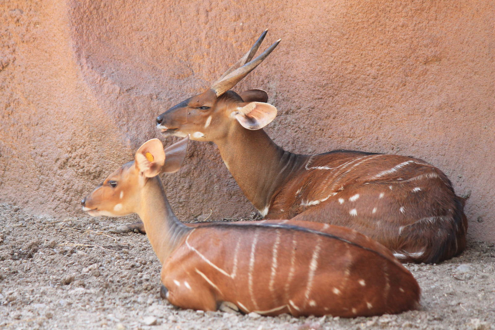 West African Bushbuck