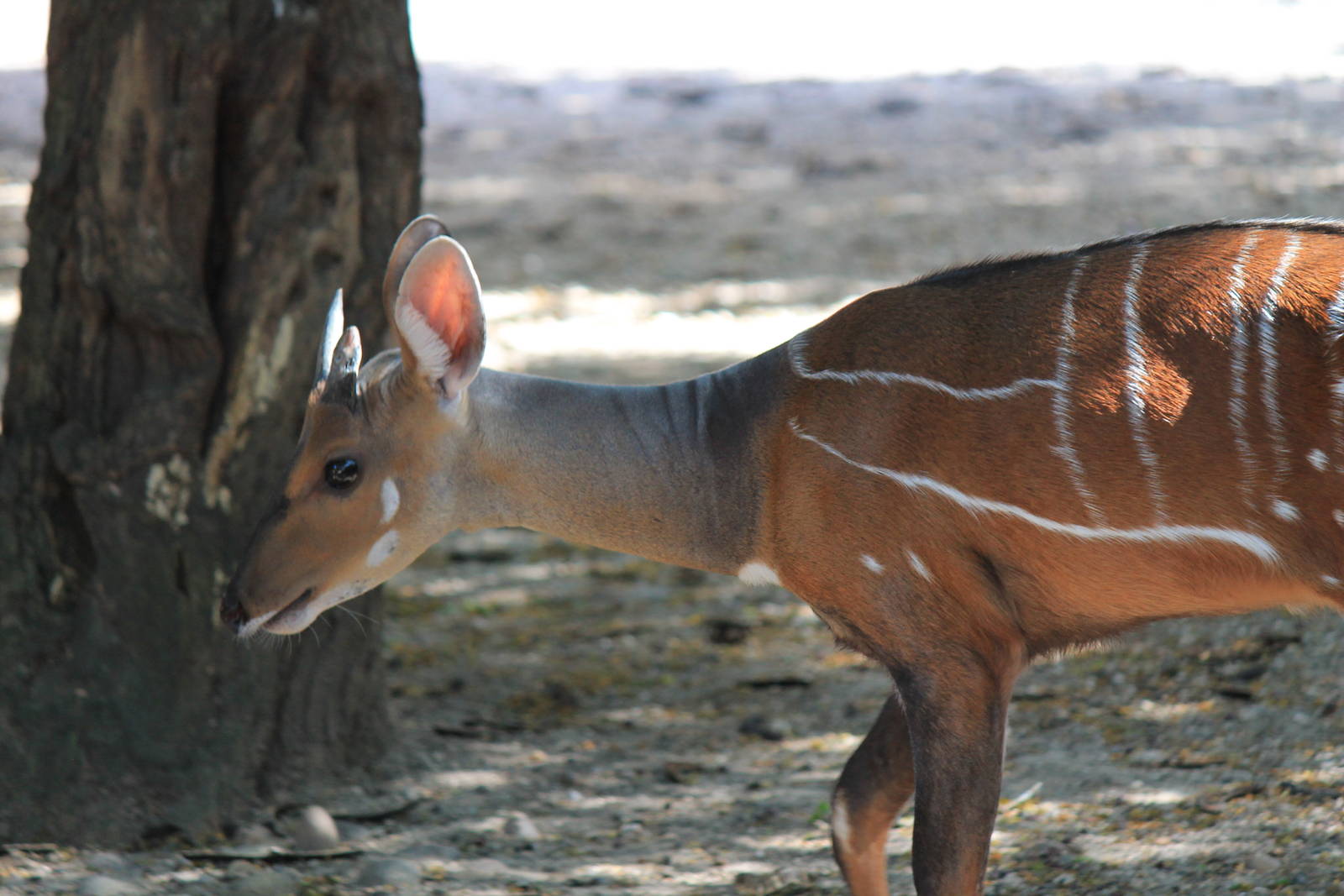 West African Bushbuck