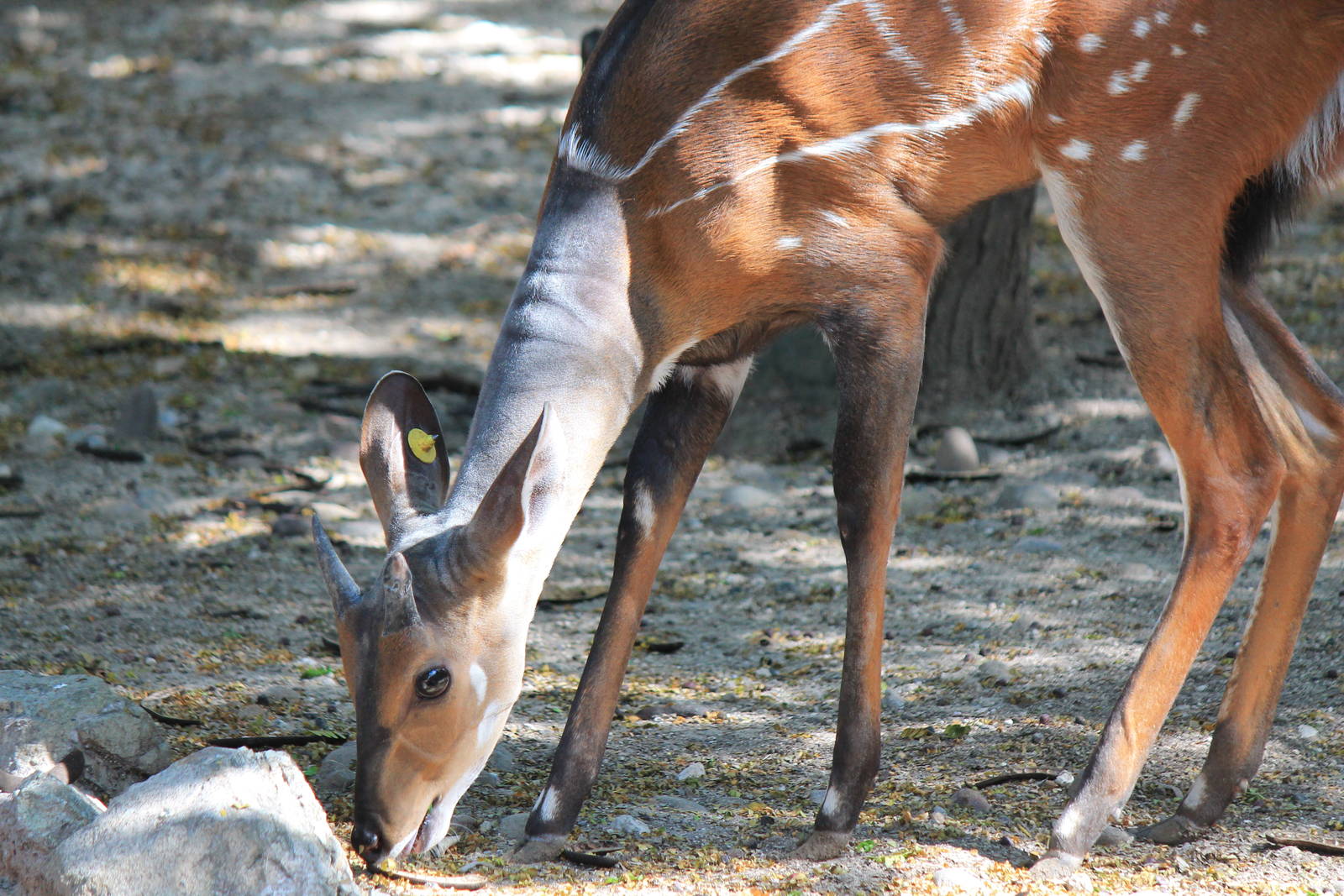 West African Bushbuck