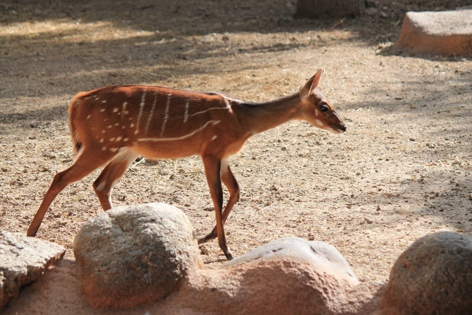 West African Bushbuck