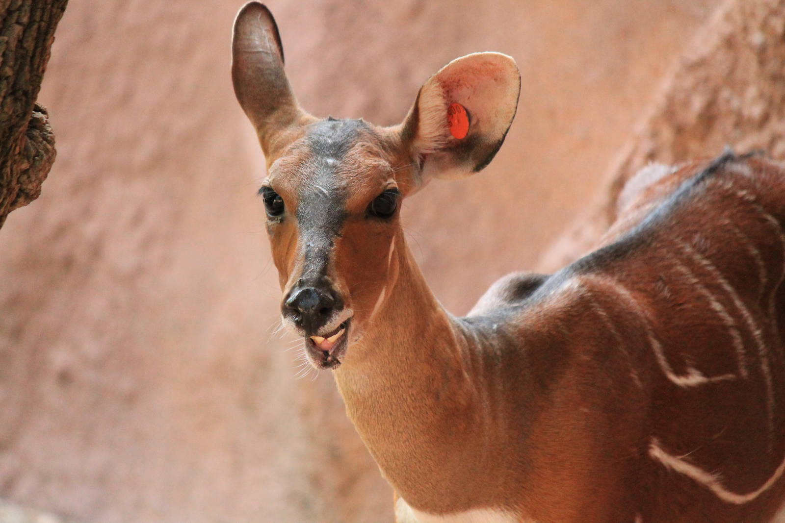 West African Bushbuck