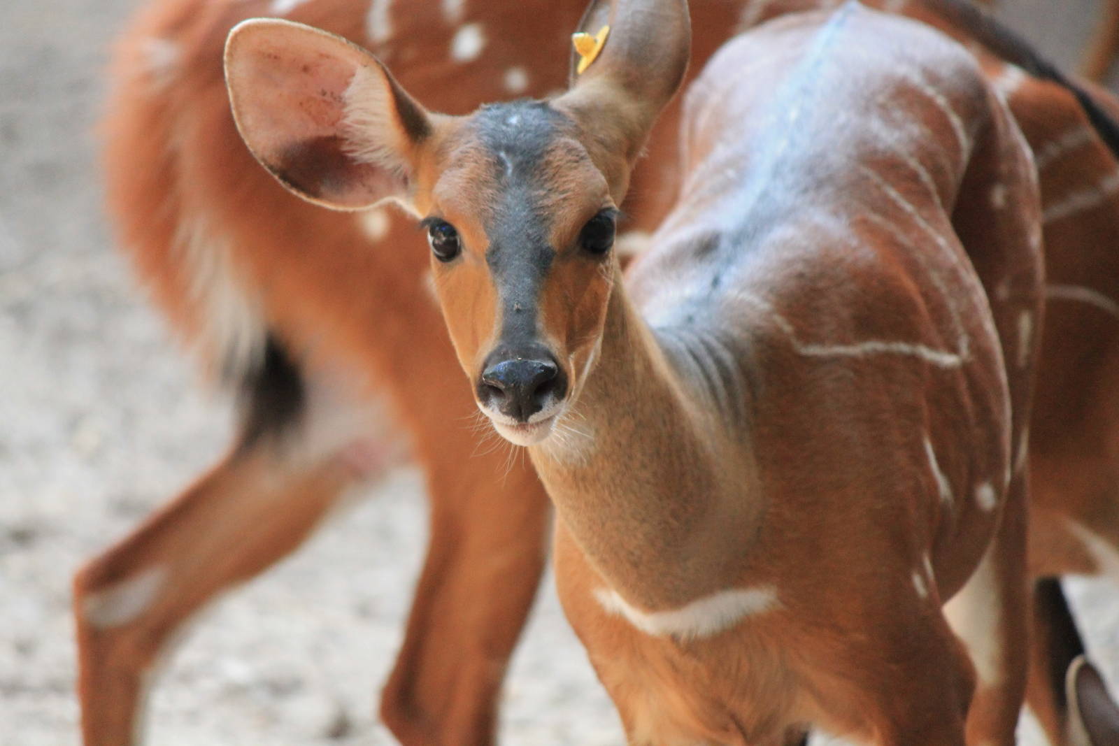West African Bushbuck